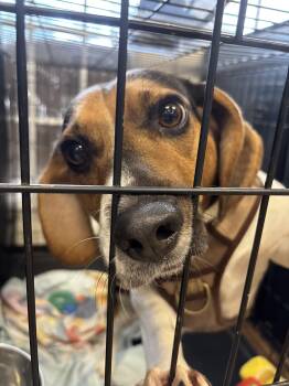 Boba -  Beagle Dog for Adoption in Ellicott City, Maryland - Boba | PetCurious