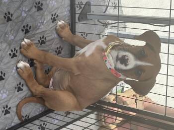 Boxer Dogs Available for Adoption in Oklahoma City, Oklahoma - Pippin | PetCurious