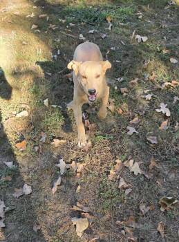 Rescue Labrador Retriever Dogs for Adoption in Zimmerman, Minnesota - Marigold | PetCurious
