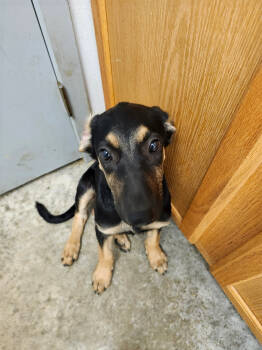 Rescue Shepherd and Mixed Breed Dogs for Adoption in Lockhart, Texas - Wood | PetCurious