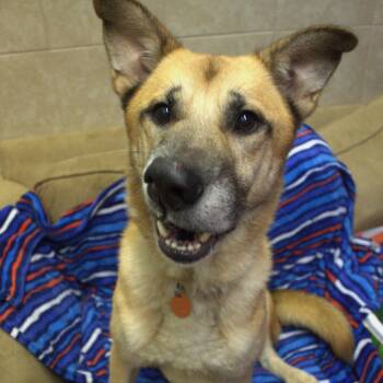 Poseidon -  Shepherd and Mixed Breed Dog for Adoption in Springfield, Missouri - Poseidon | PetCurious