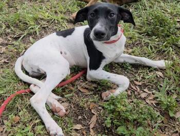 GUMBALL -  English Coonhound Dog for Adoption in Fort Lauderdale, Florida - GUMBALL | PetCurious