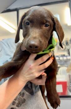 Rescue Labrador Retriever Dogs for Adoption in Carson City, Nevada - Blane | PetCurious