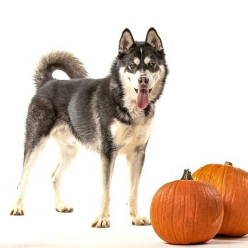 Ghost -  Husky and Alaskan Malamute Dog for Adoption in Reno, Nevada - Ghost | PetCurious