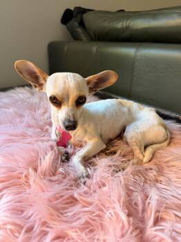 Ophelia -  Chihuahua Dog for Adoption in Bothell, Washington - Ophelia | PetCurious