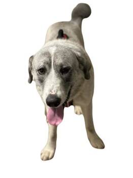 Rescue Great Pyrenees Dogs for Adoption in Red Bluff, California - Frosty | PetCurious