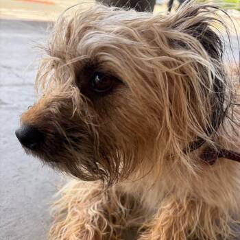 STARBUCKS -  Yorkshire Terrier and Maltese Dog for Adoption in St. Augustine, Florida - STARBUCKS | PetCurious