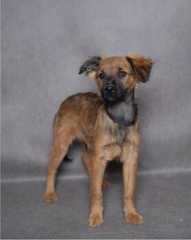 Mixed Breed Dogs Available for Adoption in Lubbock, Texas - Choco | PetCurious