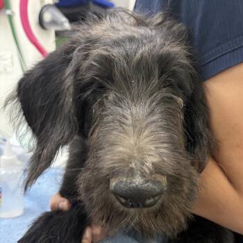 Todd -  Mixed Breed Dog for Adoption in Spokane, Washington - Todd | PetCurious