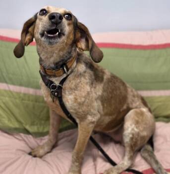 June Bug (Dog 8) -  Coonhound and Mixed Breed Dog for Adoption in Roanoke, Virginia - June Bug (Dog 8) | PetCurious