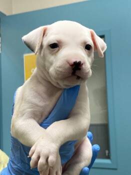 KELLY THE CASHIER -  Pit Bull Terrier Dog for Adoption in Las Vegas, Nevada - KELLY THE CASHIER | PetCurious