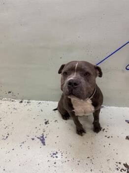 Staffordshire Bull Terrier and Mixed Breed Dogs Available for Adoption in Houston, Texas - CHEETO | PetCurious