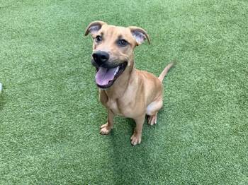 FIDO -  Pit Bull Terrier and Mixed Breed Dog for Adoption in Rowlett, Texas - FIDO | PetCurious