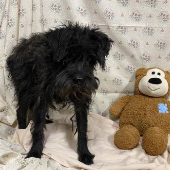 A614515 -  Scottish Terrier and Mixed Breed Dog for Adoption in Modesto, California - A614515 | PetCurious
