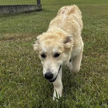 Winnie -  Great Pyrenees and German Shepherd Dog Dog for Adoption in Liverpool, Texas - Winnie | PetCurious
