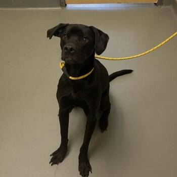 Zeus -  Mixed Breed Dog for Adoption in Asheville, North Carolina - Zeus | PetCurious