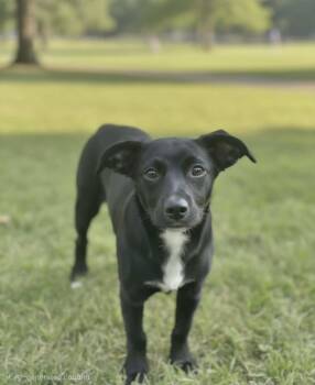 Tucker 1 -  Labrador Retriever Dog for Adoption in Manchester, Connecticut - Tucker 1 | PetCurious