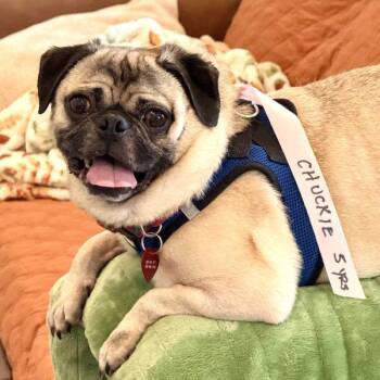 Rescue Pug Dogs for Adoption in Alvin, Texas - Chucky | PetCurious