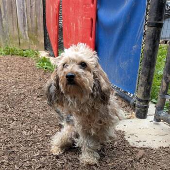 Poodle and Yorkshire Terrier Dogs Available for Adoption in Arlington, Virginia - Wellington | PetCurious