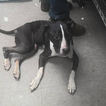 Marmalade -  Pit Bull Terrier Dog for Adoption in Birmingham, Alabama - Marmalade | PetCurious