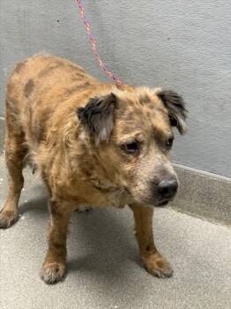 Rescue Labrador Retriever and Mixed Breed Dogs for Adoption in Las Vegas, Nevada - KAMALI | PetCurious