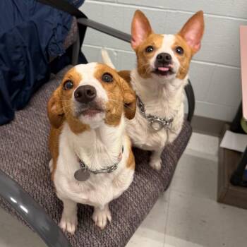 Honey -  Chihuahua and Mixed Breed Dog for Adoption in Marshall, Virginia - Honey | PetCurious