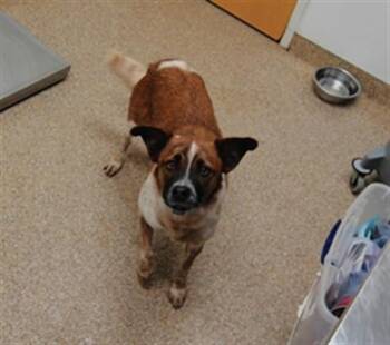 MOON -  Australian Cattle Dog Blue Heeler and Mixed Breed Dog for Adoption in Albuquerque, New Mexico - MOON | PetCurious