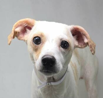 Lantana -  Jack Russell Terrier Dog for Adoption in Newport, Tennessee - Lantana | PetCurious