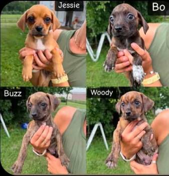 Jessie -  Mountain Cur and Hound Dog for Adoption in Mount Bethel, Pennsylvania - Jessie | PetCurious