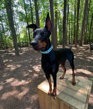Banner -  Doberman Pinscher Dog for Adoption in Matthews, North Carolina - Banner | PetCurious