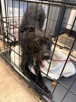 Khaki -  Poodle and Chihuahua Dog for Adoption in Carson City, Nevada - Khaki | PetCurious