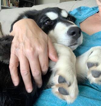 Baxter -  Husky and Great Pyrenees Dog for Adoption in Lafayette, Colorado - Baxter | PetCurious
