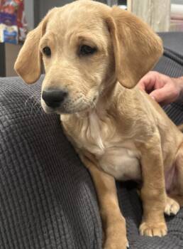 Goldendoodle Dogs Available for Adoption - Rocco | PetCurious