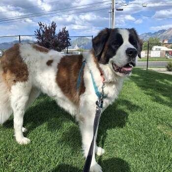 Annabelle -  Saint Bernard Dog Available for Adoption in Murray, Utah - Annabelle | PetCurious
