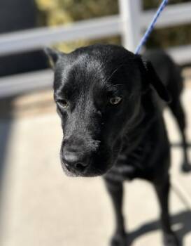 Rescue Black Labrador Retriever Dogs for Adoption in Victorville, California - STRAY 1601 HOLD UNTIL 11/12/2025 (B8) | PetCurious