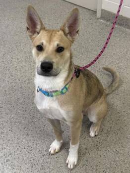 Kango -  German Shepherd Dog and Mixed Breed Dog for Adoption in Fishers, Indiana - Kango | PetCurious