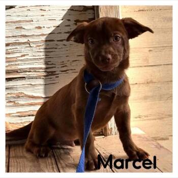 Marcel -  Dachshund Dog for Adoption in Coldwater, Michigan - Marcel | PetCurious