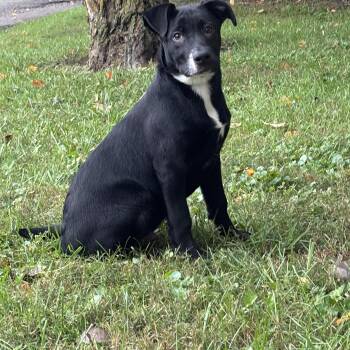 Brooks -  Black Labrador Retriever Dog for Adoption in New Castle, Indiana - Brooks | PetCurious