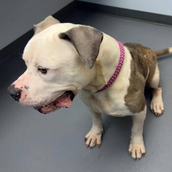 Clark (Cookie) -  Pit Bull Terrier and Mixed Breed Dog for Adoption in Roanoke, Virginia - Clark (Cookie) | PetCurious