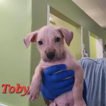 Mixed Breed Dogs Available for Adoption in Pinellas Park, Florida - Toby | PetCurious