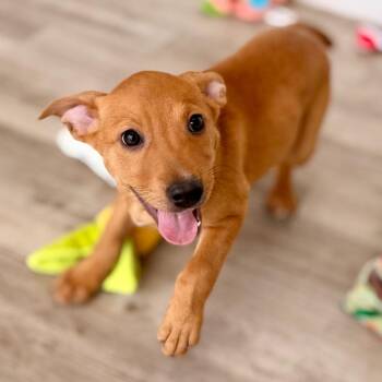 Nilla -  Carolina Dog and Hound Dog for Adoption in Green Bay, Wisconsin - Nilla | PetCurious