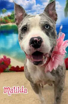 Matilda -  Mixed Breed Dog for Adoption in Flint, Michigan - Matilda | PetCurious