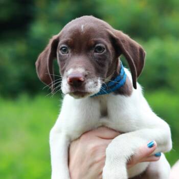CT Mexican Pizza -  Pointer and Mixed Breed Dog for Adoption in Stormville, New York - CT Mexican Pizza | PetCurious