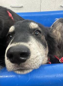 Rescue Mixed Breed Dogs for Adoption in Dallas, Texas - CHIEF | PetCurious