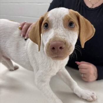 Mark Scout -  Labrador Retriever and Hound Dog for Adoption in Beaumont, Texas - Mark Scout | PetCurious