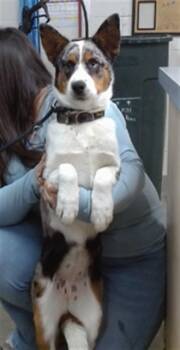 Australian Cattle Dog Blue Heeler and Australian Shepherd Dogs Available for Adoption in Salinas, California - MAVERY | PetCurious