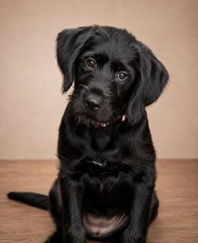 PEPPA -  Poodle and Mastiff Dog for Adoption in Crossville, Tennessee - PEPPA | PetCurious