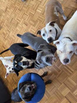 Mixed Breed Dogs Available for Adoption in Lansing, Michigan - Corn Flakes (26-086 D) | PetCurious