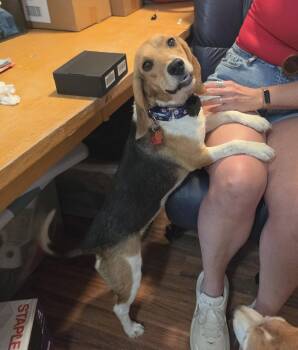 Kennedy -  Beagle Dog for Adoption in Las Vegas, Nevada - Kennedy | PetCurious