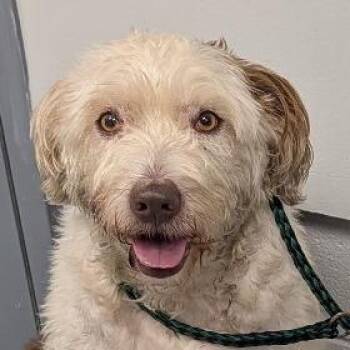 Magnolia -  Mixed Breed Dog for Adoption in Greenville, South Carolina - Magnolia | PetCurious